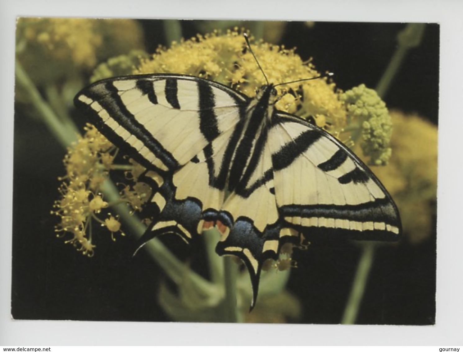 Papillon - Papilio Alexanor (cp Vierge N°5582) - Insectes