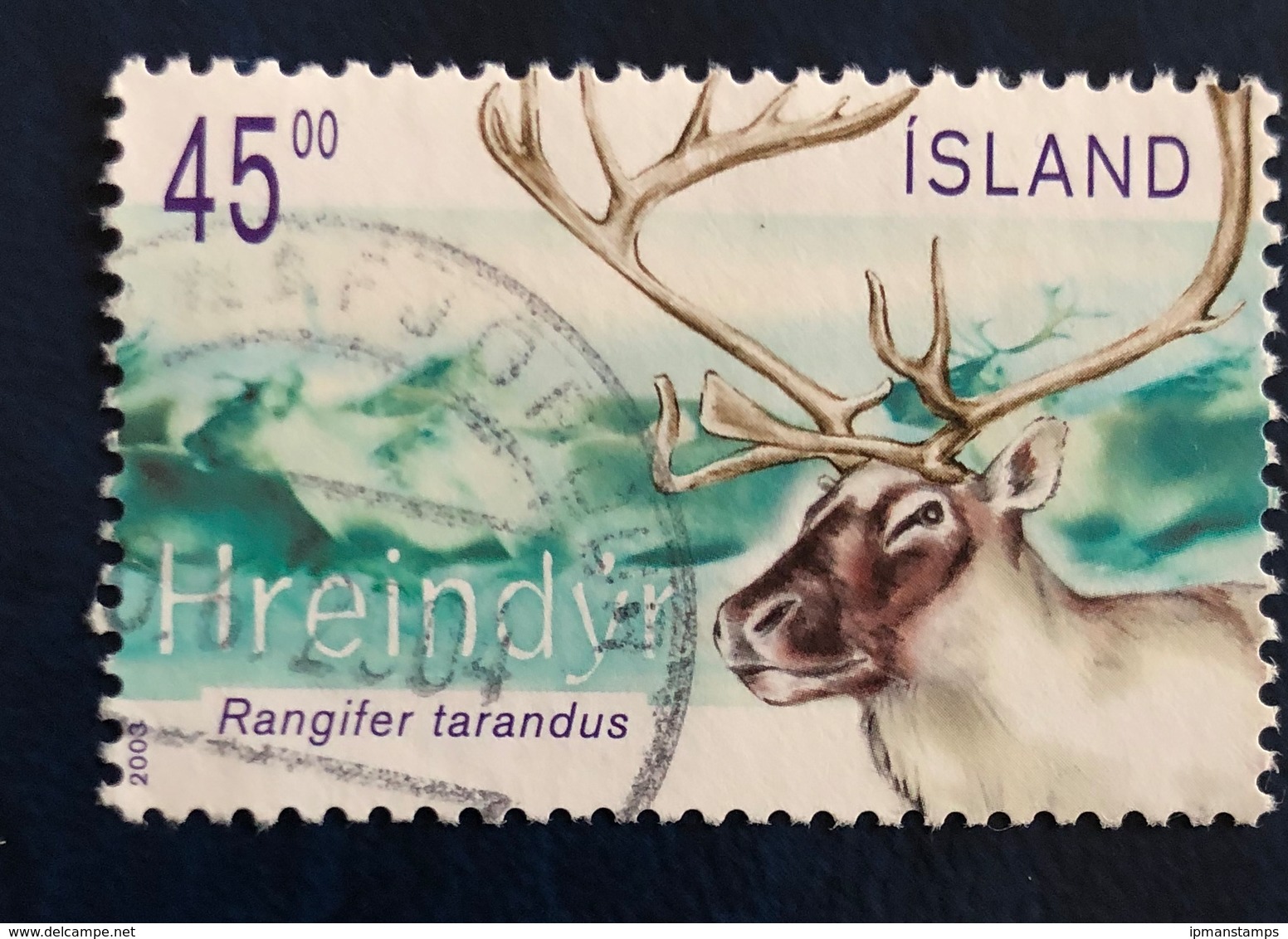 Renna - Reindeer "Rangifer Tarandus" - Gebruikt