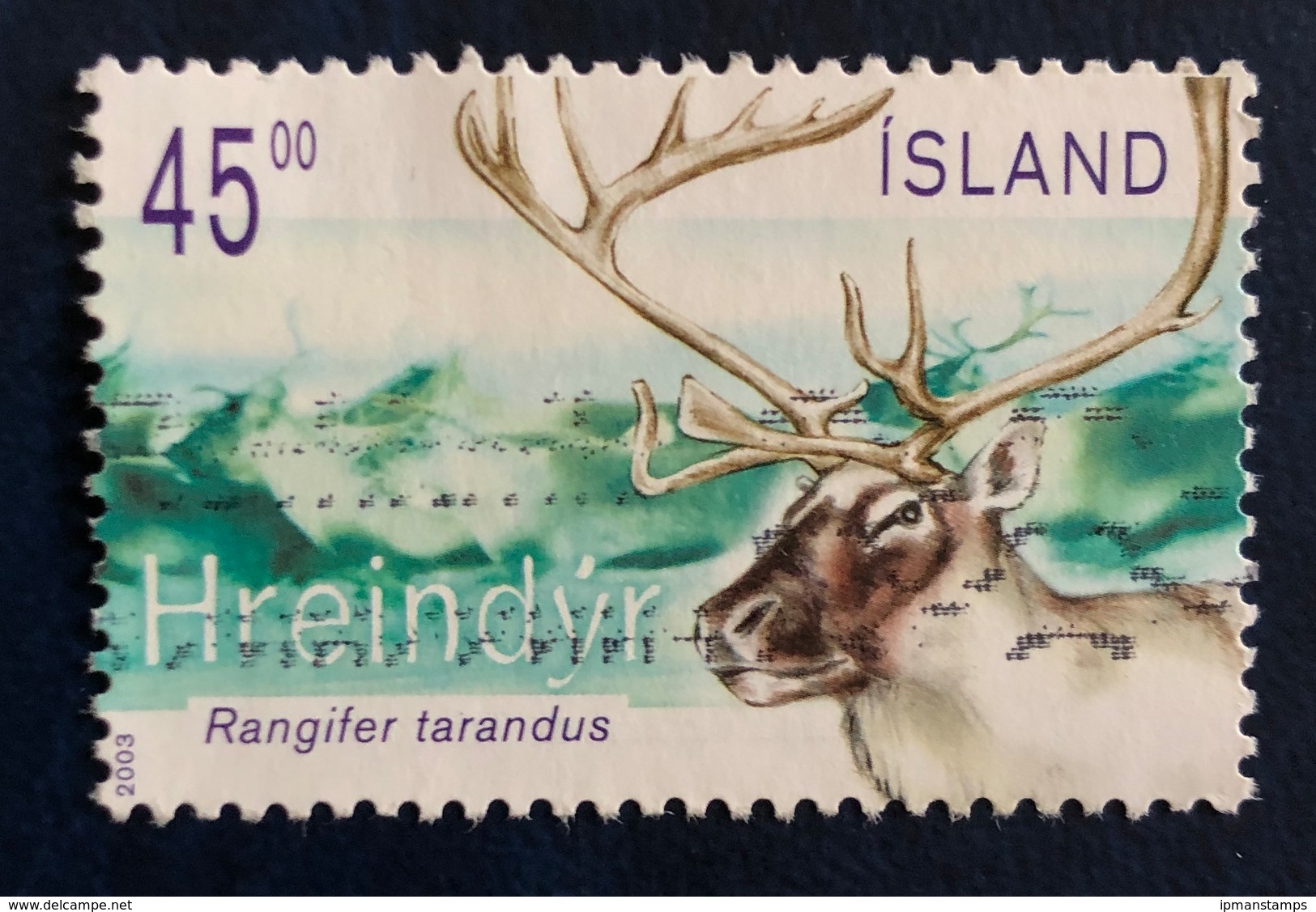 Renna - Reindeer "Rangifer Tarandus" - Usati