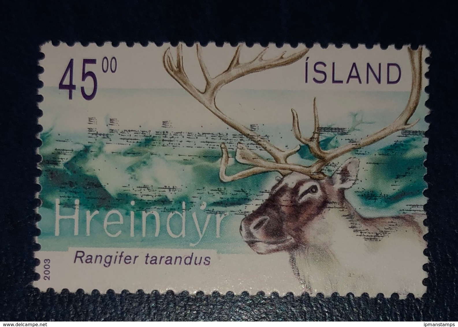 Renna - Reindeer "Rangifer Tarandus" - Usati