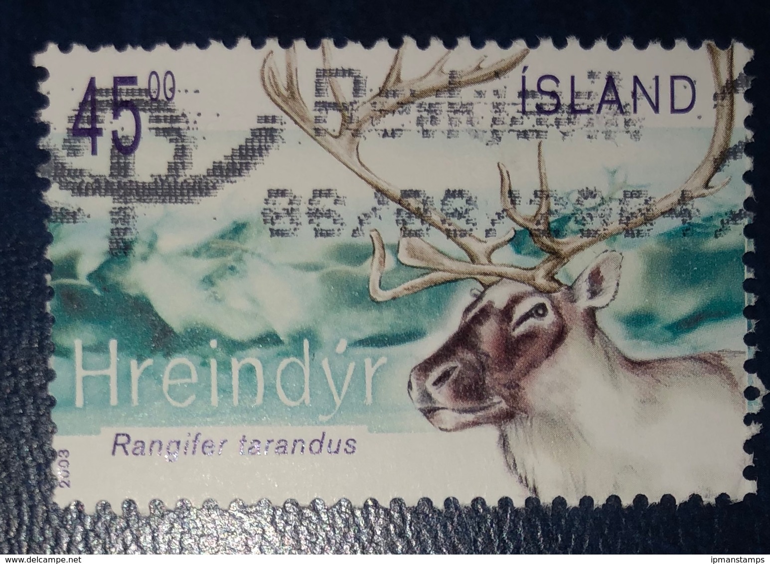 Renna - Reindeer "Rangifer Tarandus" - Usati