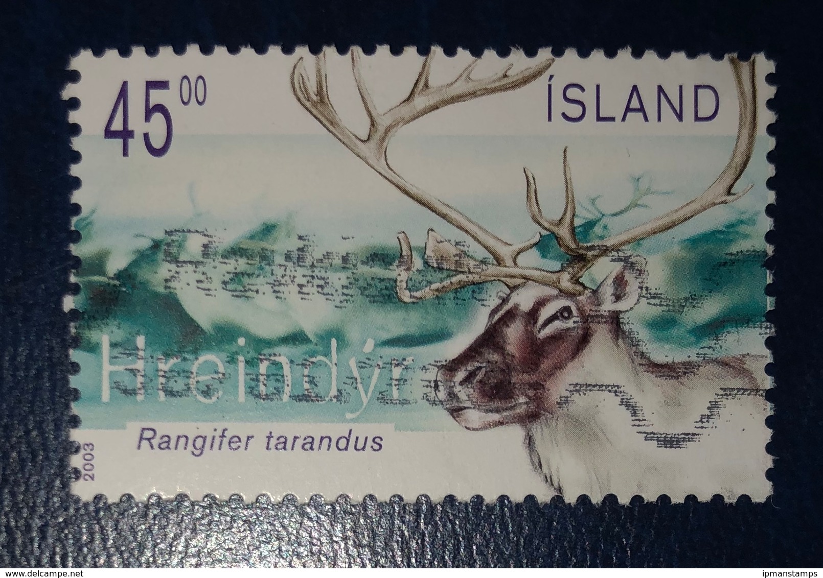 Renna - Reindeer "Rangifer Tarandus" - Gebruikt