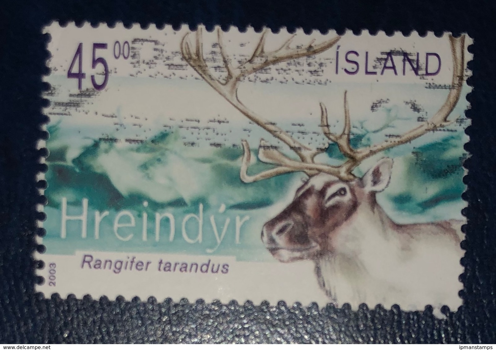 Renna - Reindeer "Rangifer Tarandus" - Gebruikt