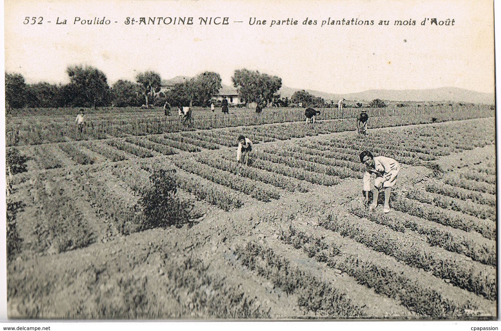 NICE-ST-ANTOINE  La Poulido   -Une Partie Des Plantations Au Mois D'Aout-Pierre RIGAUT Producteur De Fleurs Coupées - Old Professions