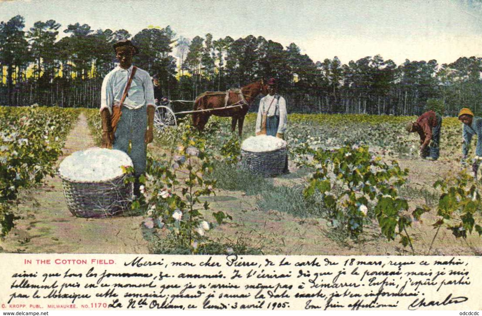 IN THE COTTON FIELD  RV Beau Timbre Cachet New Orleans 1905 - Otros & Sin Clasificación