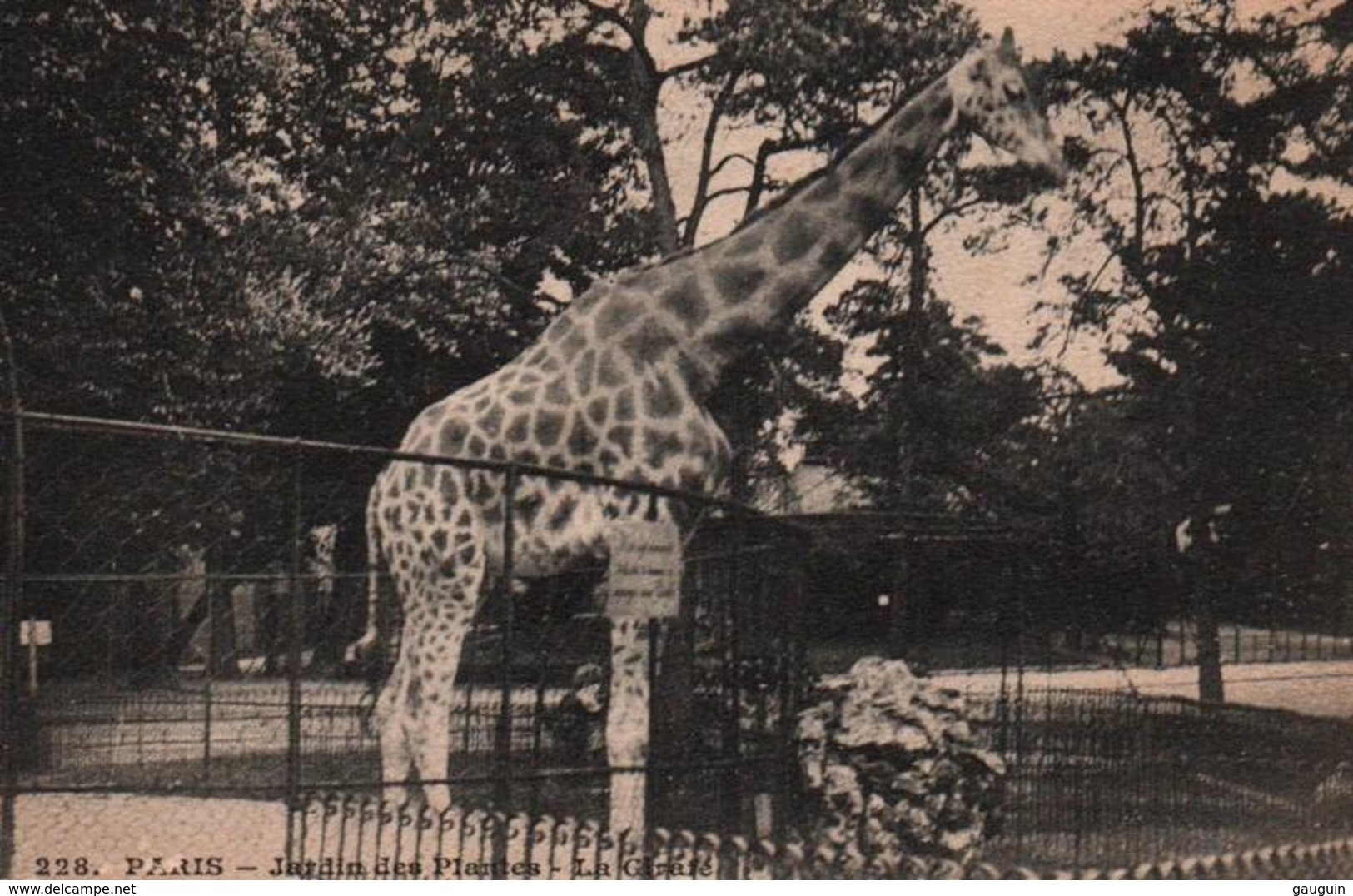 CPA - PARIS - JARDIN DES PLANTES - La GIRAFE - Edition I.P.M - Giraffes