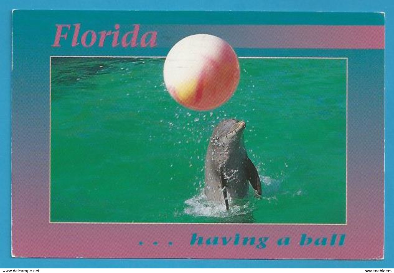 US.- FLORIDA.  ... HAVING BALL. GREETINGS FROM FLORIDA. - Dauphins
