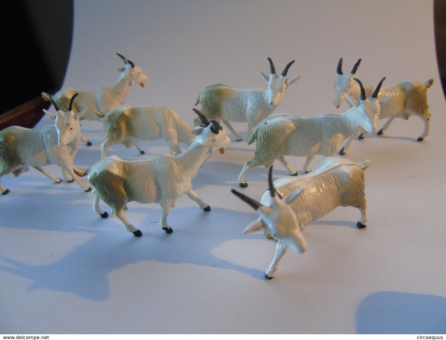 8 White Goats Chevres Giessen Ferme Farm Bauernhof Circus Circus Zoo - Andere & Zonder Classificatie