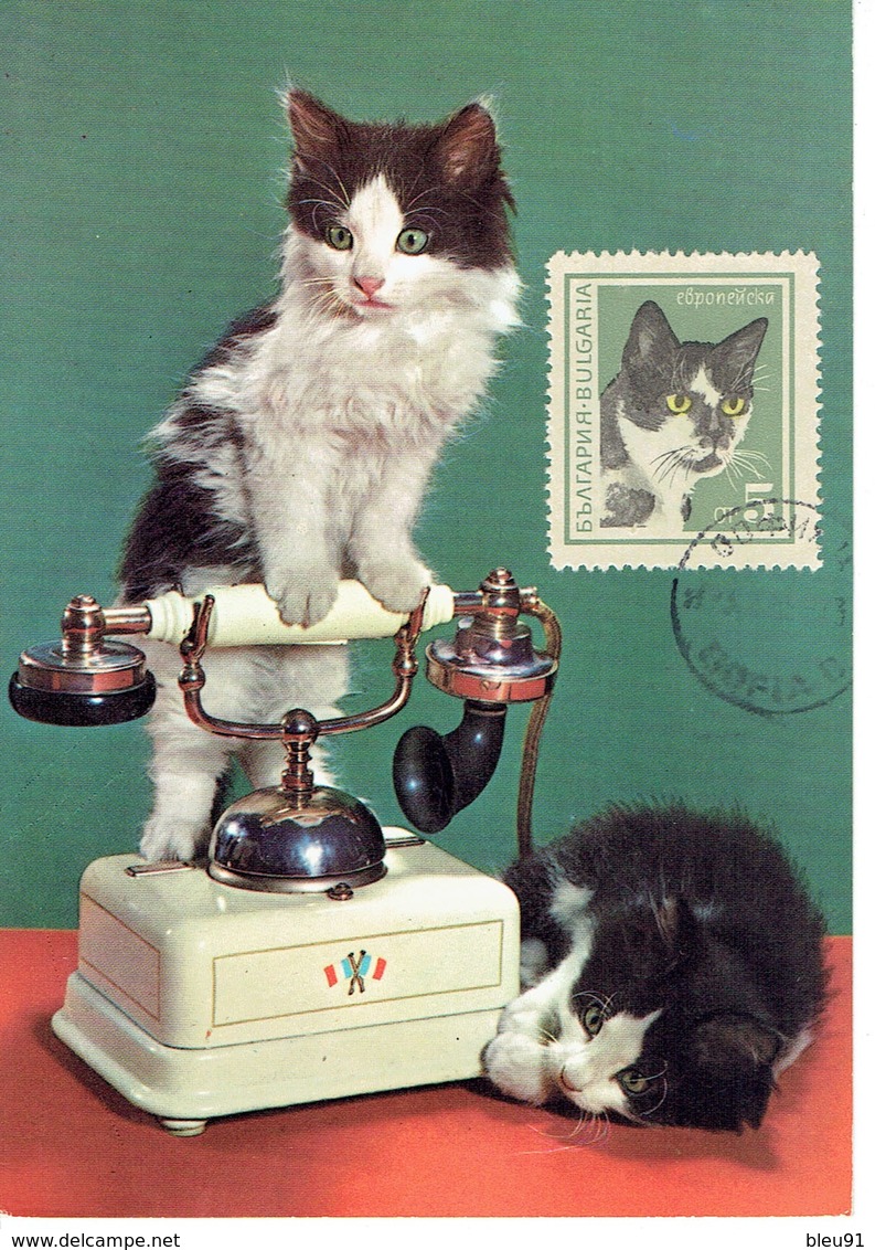 CARTE MAXIMUM  CHATS 1967 - Storia Postale