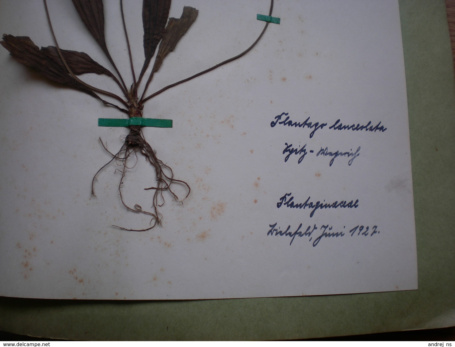 Old Herbarium Plantaginaceae 1927 - Other & Unclassified