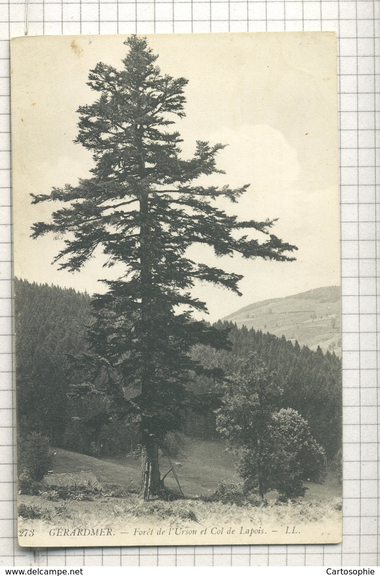 273. GÉRARDMER. — Forêt De L'Urson Et Col De Lapois. - LL. /171 - Autres & Non Classés