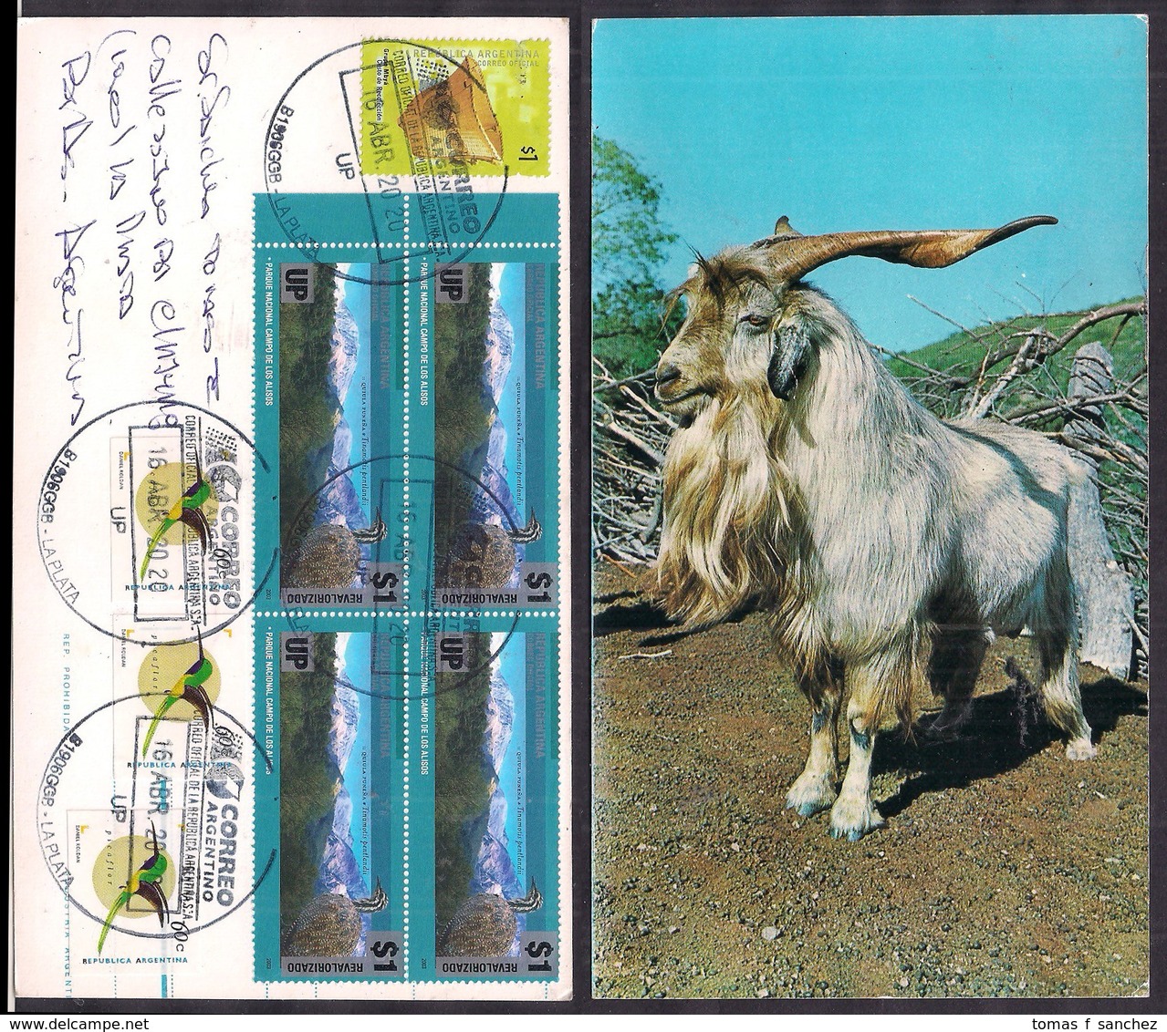 Argentina - 2020 - Carte Postale - Chèvre - Hoftiere
