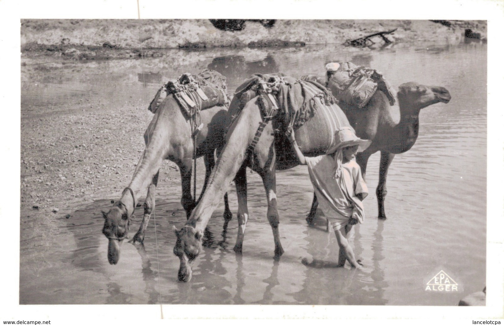 ALGERIE - BOU SAADA / CHAMEAUX DANS L'OUED - M'Sila