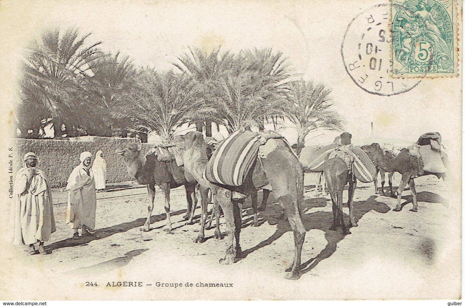 Algerie Biskra Groupe De Chameaux 1905 N°244 - Biskra