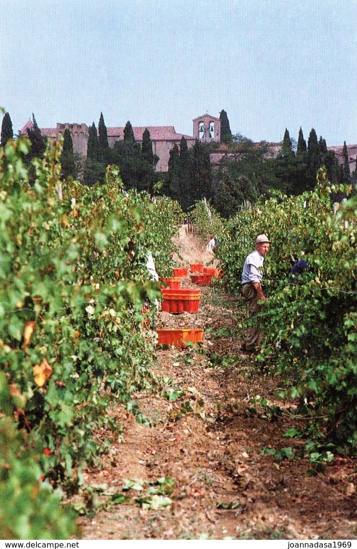 MONTICCHIELLO VENDEMMIA Cartolina Perfetta - Other & Unclassified