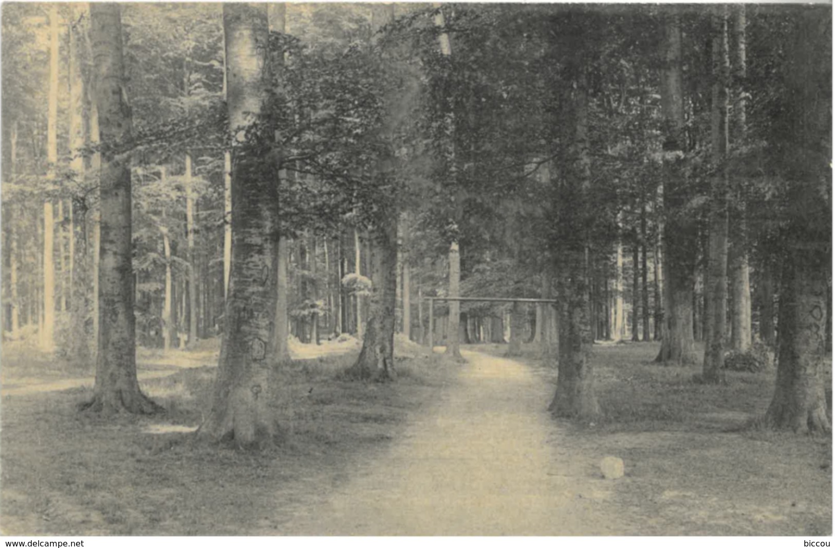 Cpa 1908 Petite Espinette - Sentier Vandenbosch - Hôtel De La Forêt De Soignes, R. Vandenbosch - Uccle - Ukkel