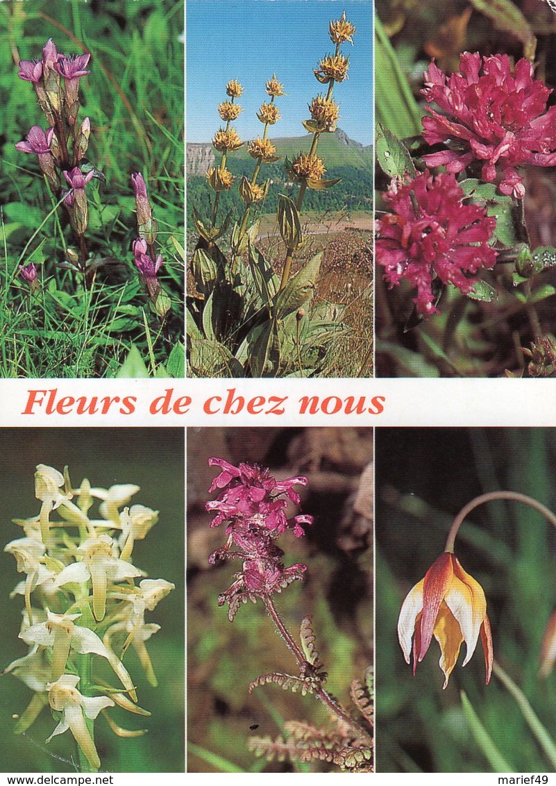 FLEURS DE CHEZ NOUS, DEBAISIEUX, MULTI VUES - Otros & Sin Clasificación