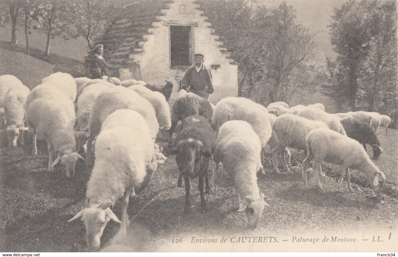 CPA - Paturage De Moutons - Environ De Cauterets - Allevamenti