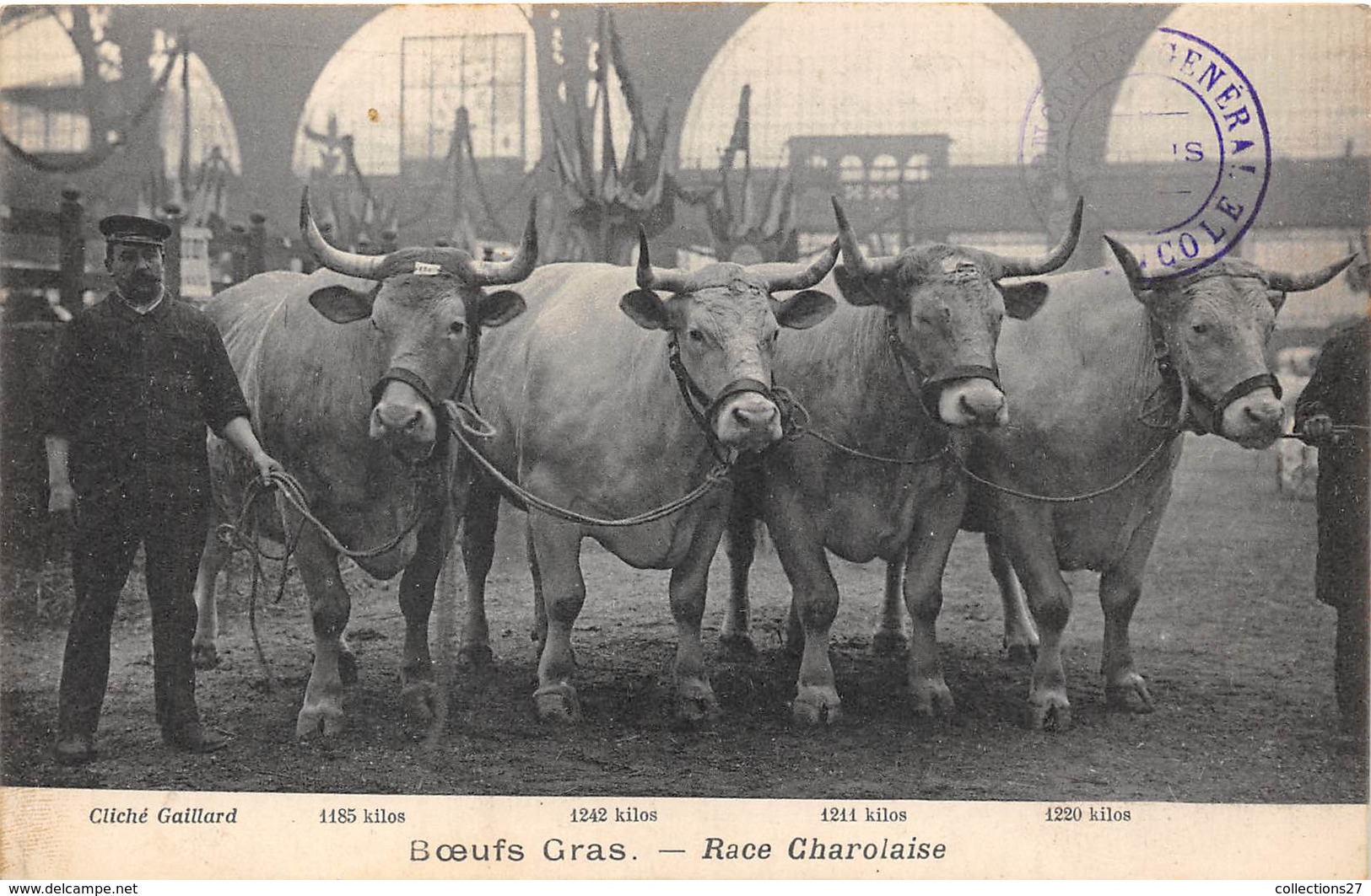 PARIS-75008-CONCOURS GENERAL AGRICOLE- BOEUFS GRAS - RACE CHAROLAISE - Arrondissement: 08