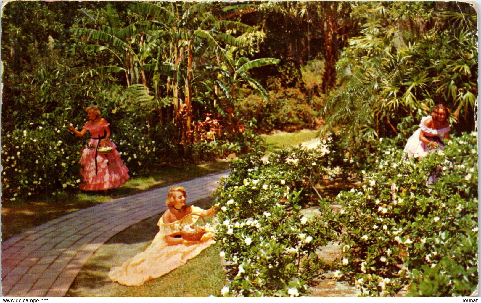 Picking Gardenias At The Beauty Spot Of The South, Florida's Cypress Gradens (timbre- Correspindance Montivilliers) - West Palm Beach