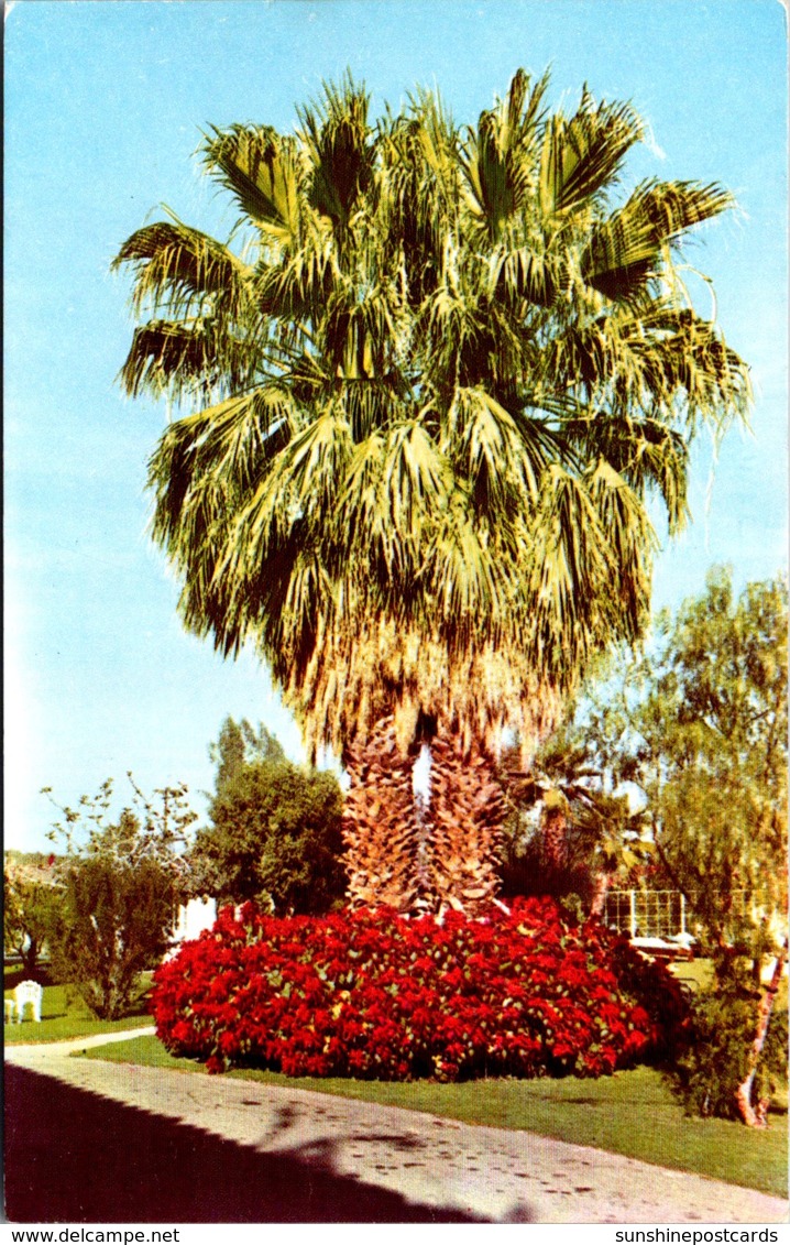 California Palm Springs Poinsettias At Ingleside Inn - Palm Springs