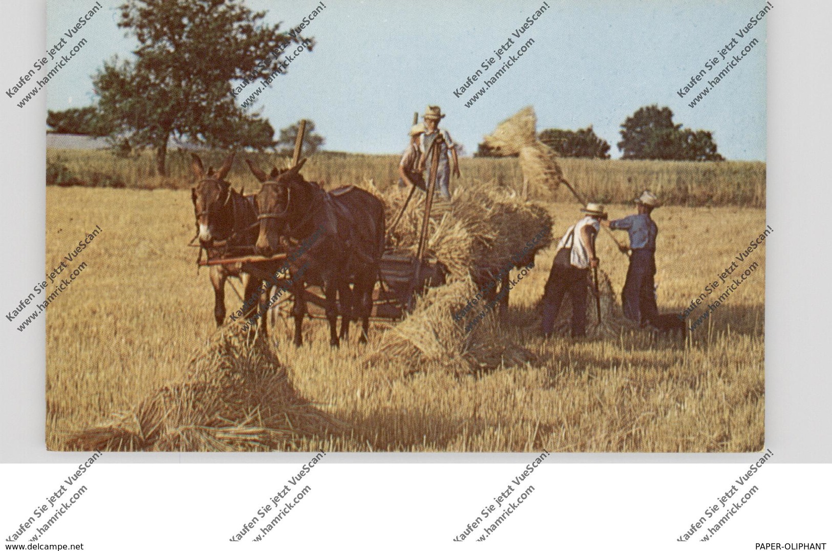 USA - PENNSYLVANIA - LANCASTER, Amish Country, Golden Harvest Time - Lancaster