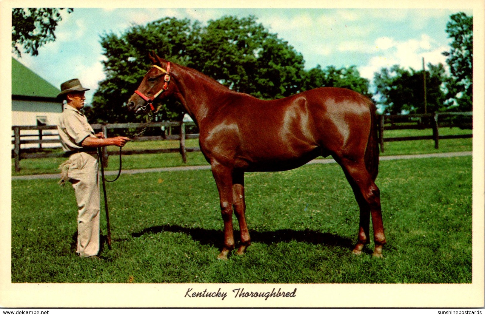 Kentucky Lexington Yearling Thoroughbred Ready For Sale Keeneland Race Course - Lexington