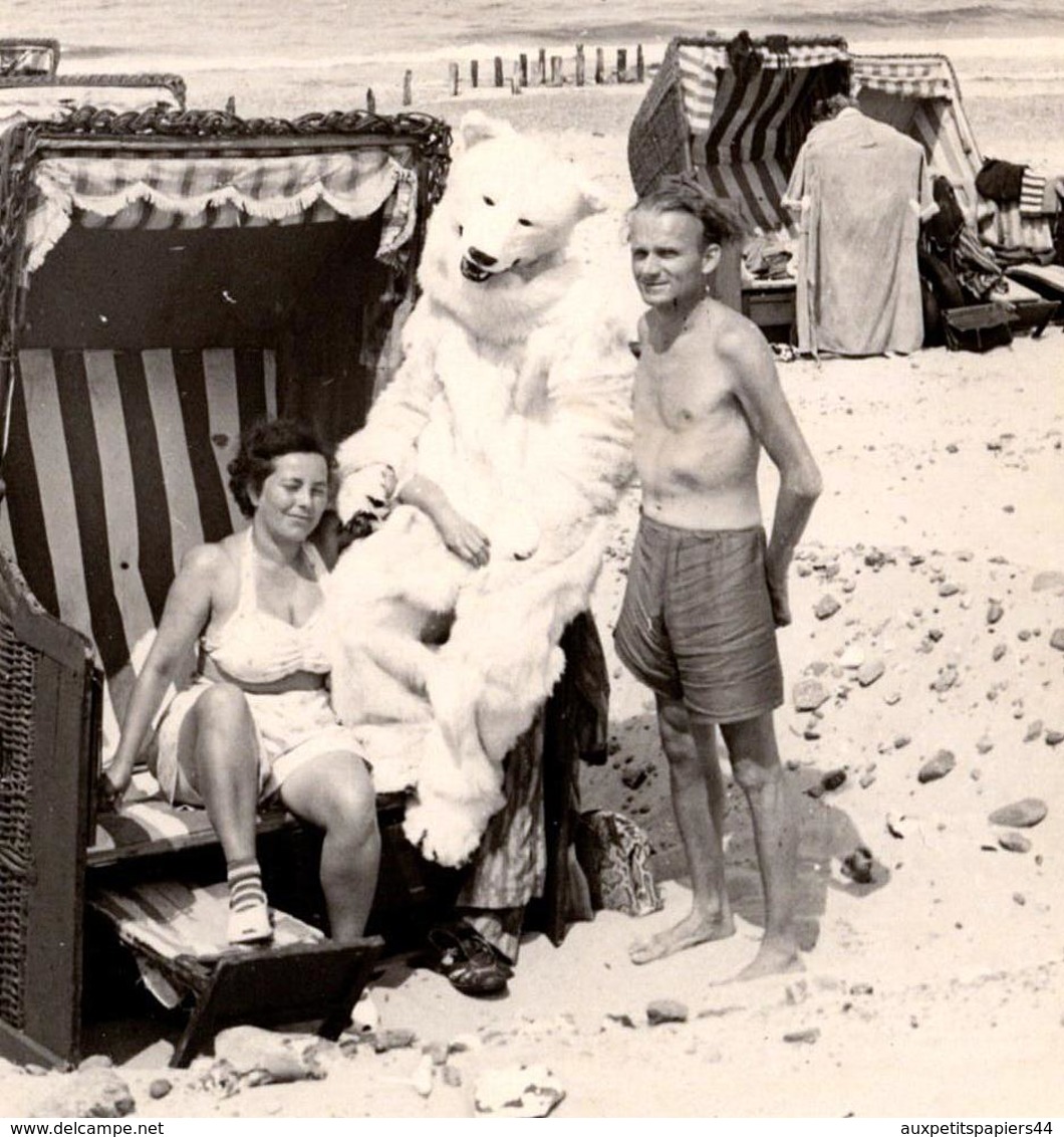 Photo Originale Eisbär & Déguisement D'Ours Blanc Posant Sur La Plage Avec Un Couple Sexy - Foto Kemps 1940/50 - Anonieme Personen