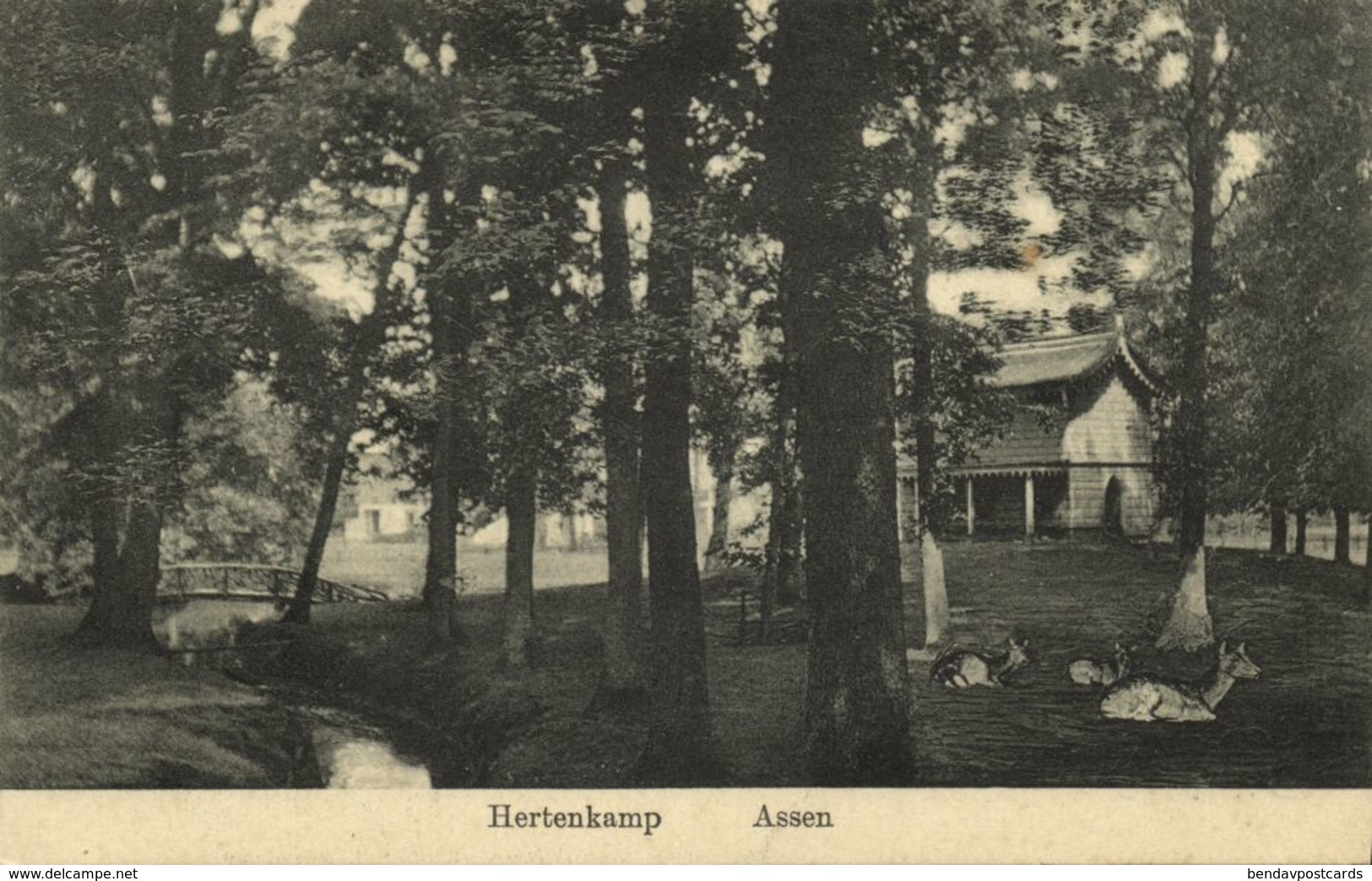 Nederland, ASSEN, Hertenkamp (1915) Ansichtkaart - Assen