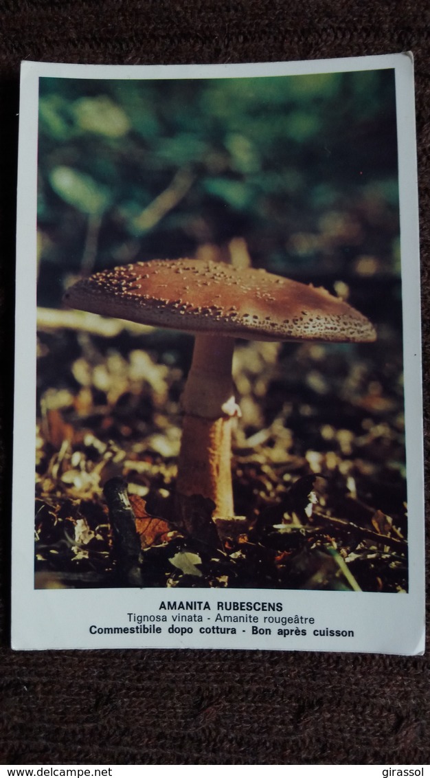 CPM CHAMPIGNON AMANITA RUBESCENS AMAINTE ROUGEATRE COMESTIBLE PHOTO POLETTI - Mushrooms