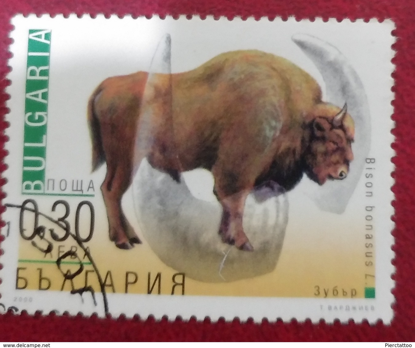 Bison Bonasus/Bison D'Europe (Animaux) - Bulgarie - 2000 - YT 3883 - Oblitérés