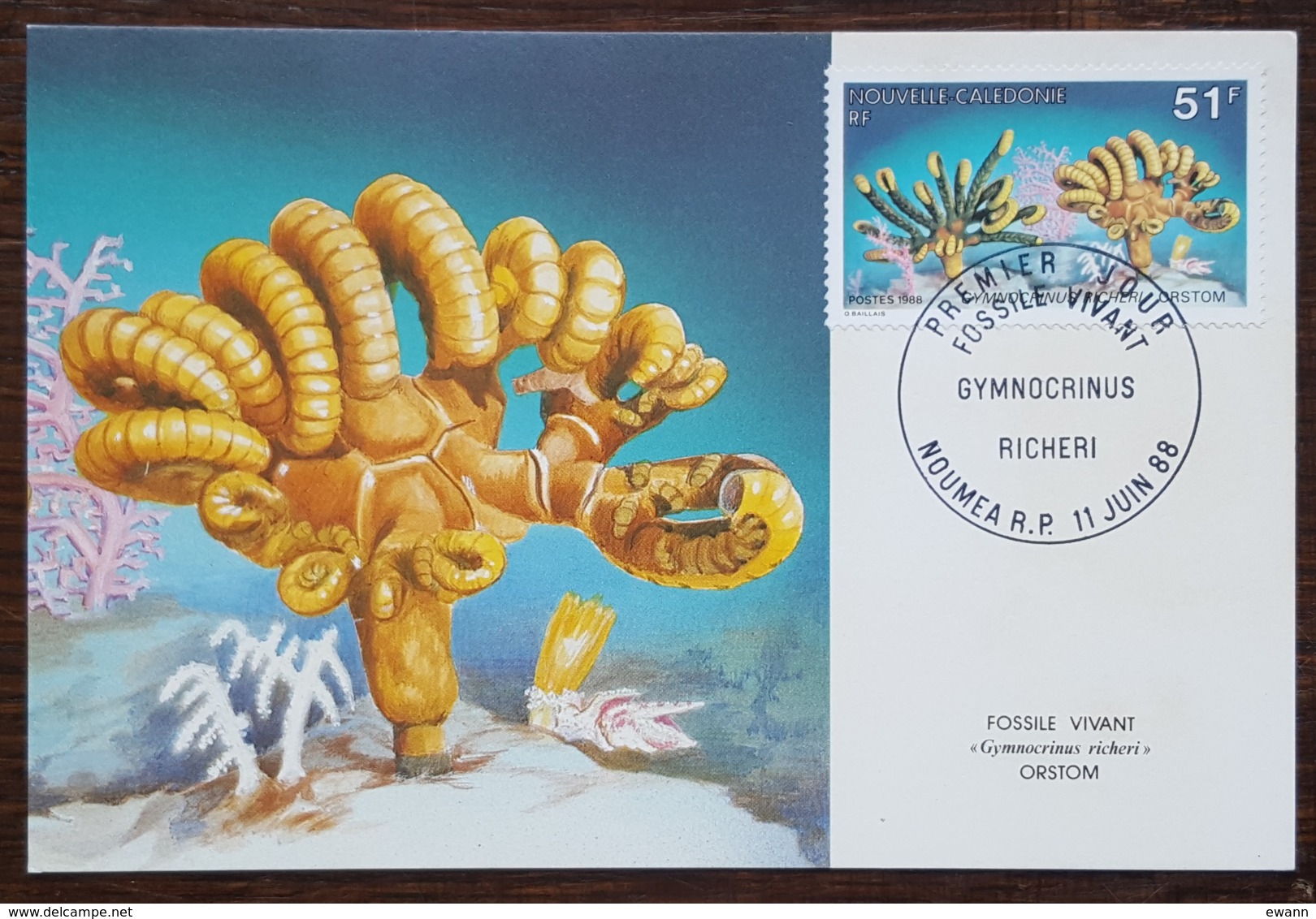 Nouvelle-Calédonie - CM 1988 - YT N°557 - Faune Marine / Fossile Vivant - Cartes-maximum