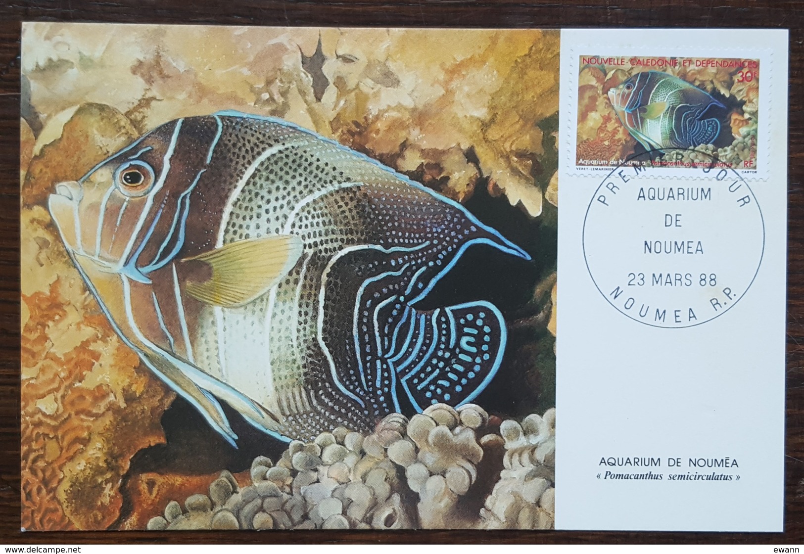 Nouvelle-Calédonie - CM 1988 - YT N°551 - Faune Marine / Aquarium De Nouméa - Maximumkaarten