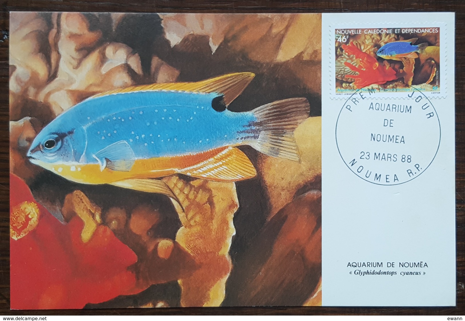 Nouvelle-Calédonie - CM 1988 - YT N°552 - Faune Marine / Aquarium De Nouméa - Maximumkaarten