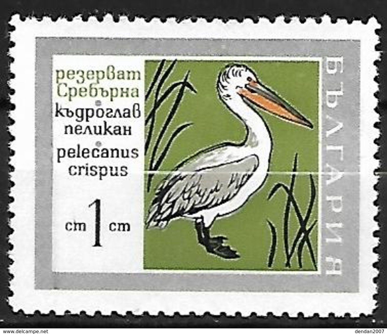 Bulgaria - MNH 1968 :  Dalmatian Pelican  -  Pelecanus Crispus - Pelícanos