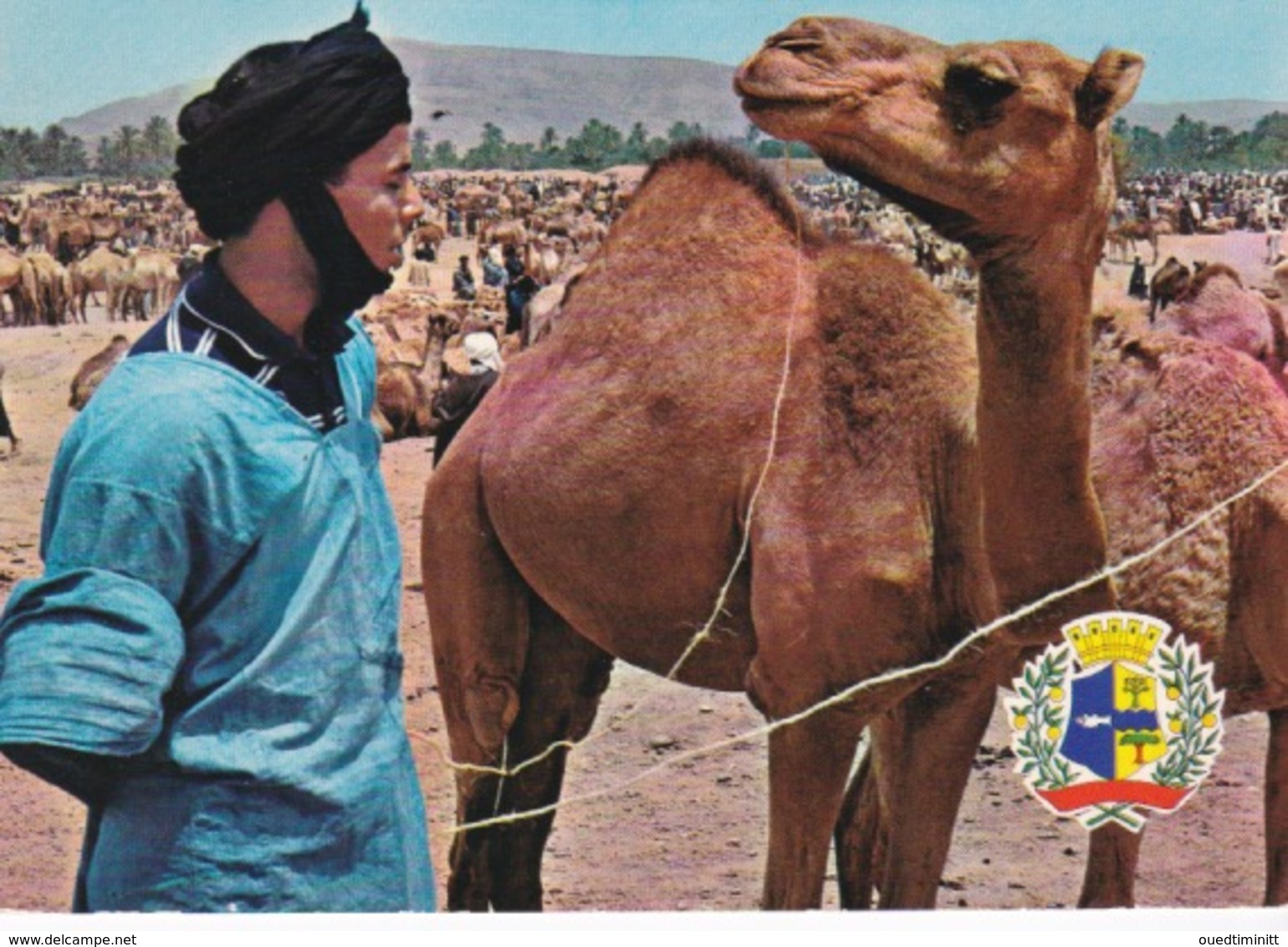 Mauritanie/ Maroc/Sahara Occidental,souk Des Chameaux à Goulimine. - Mauritanie