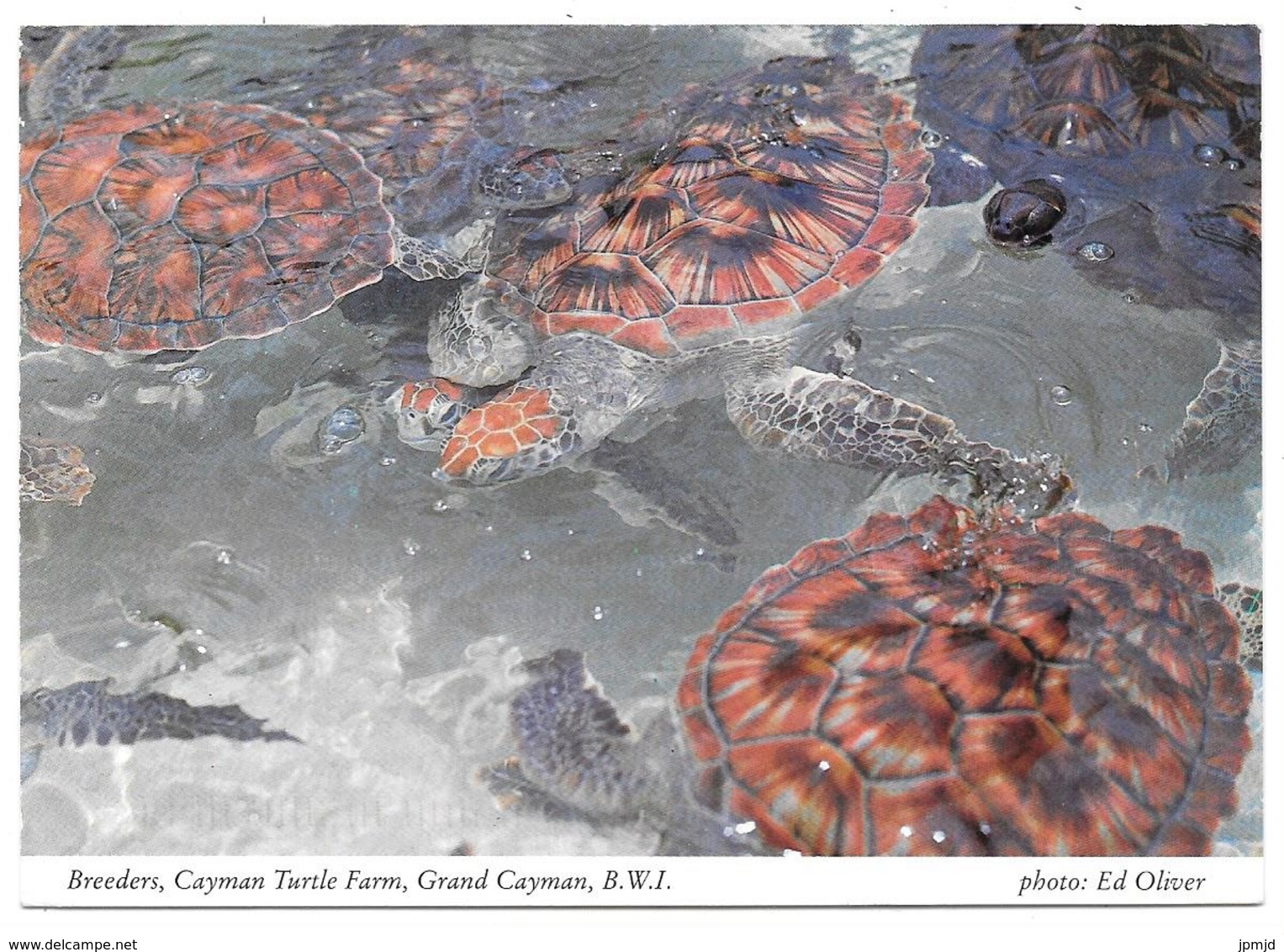 Breeders, Cayman Turtle Farm, Grand Cayman, B.W.I. - Turtles Tortues - 1997 - Caimán (Islas)