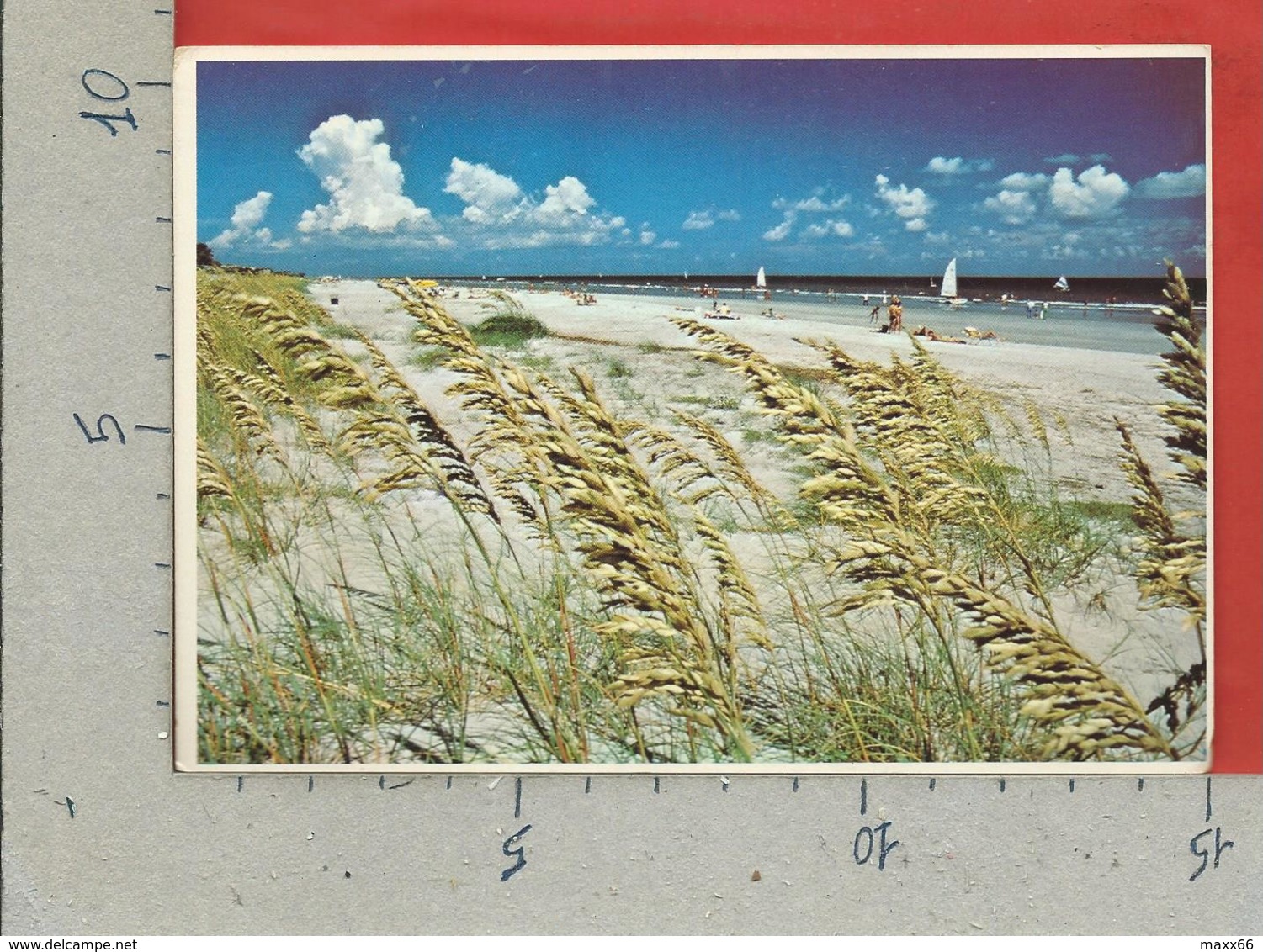 CARTOLINA NV STATI UNITI - HILTON HEAD ISLAND - Sea Oats Frame The Uncrowded Beach - 10 X 15 - Hilton Head