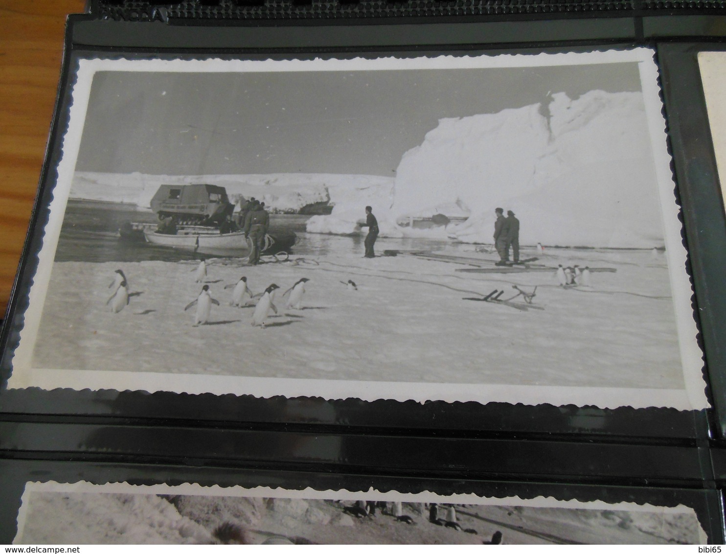 PHOTO ANTARTIQUE AN 50 - TAAF : French Southern And Antarctic Lands