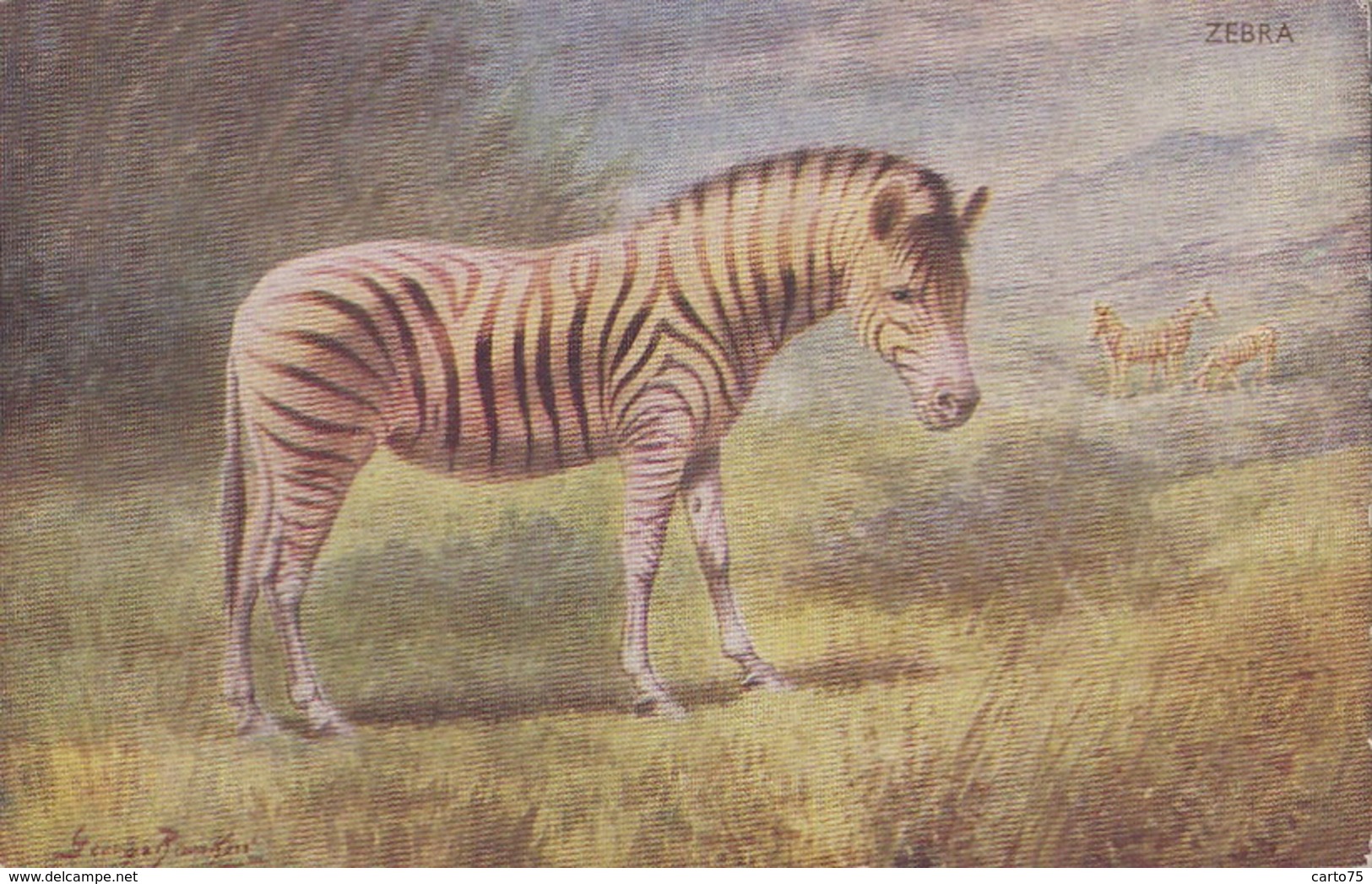 Animaux - Zèbre - Illustrateur - Zebre