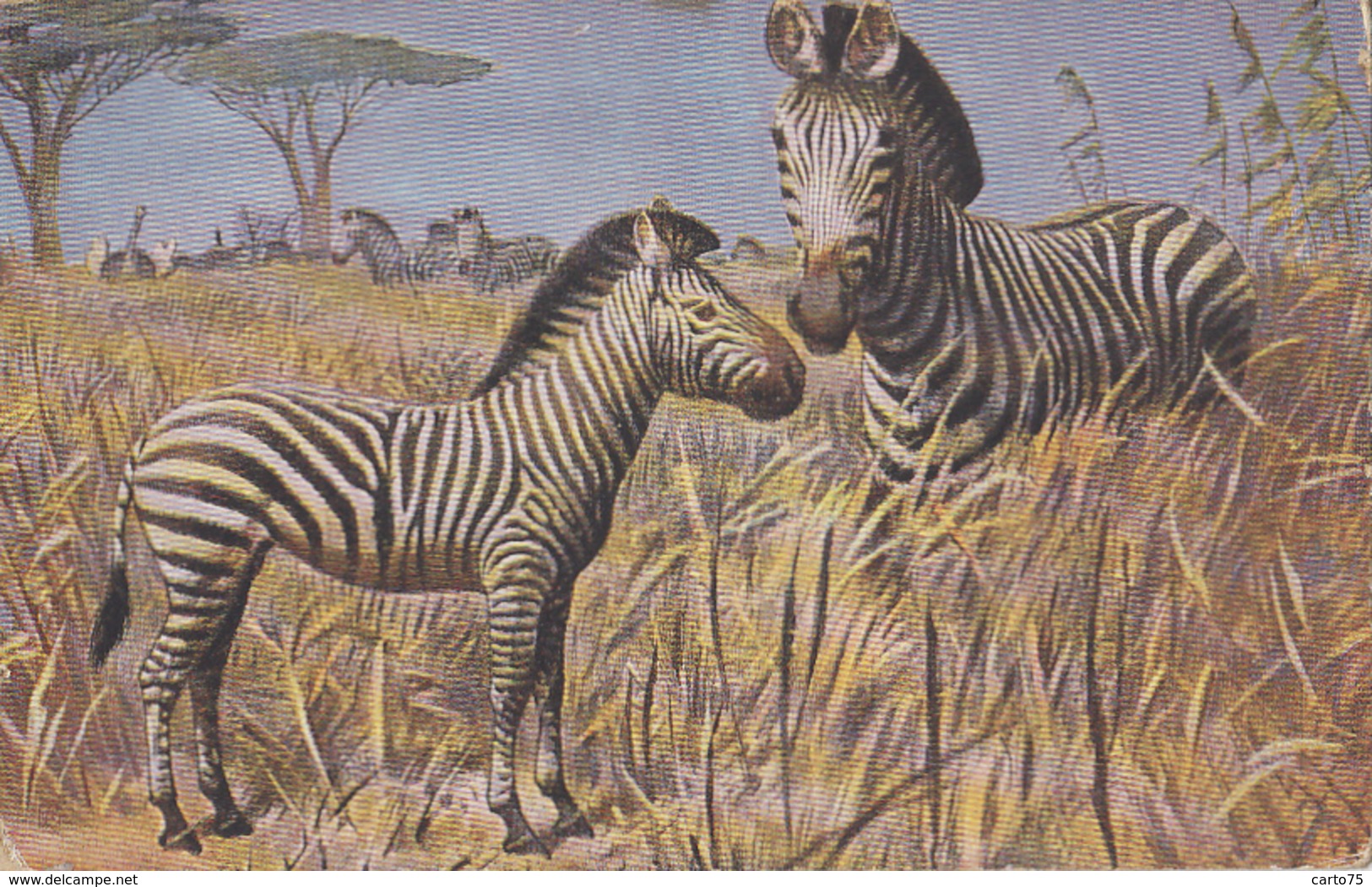 Animaux - Zèbre - Mère Et Petit - Illustrateur - Zebras