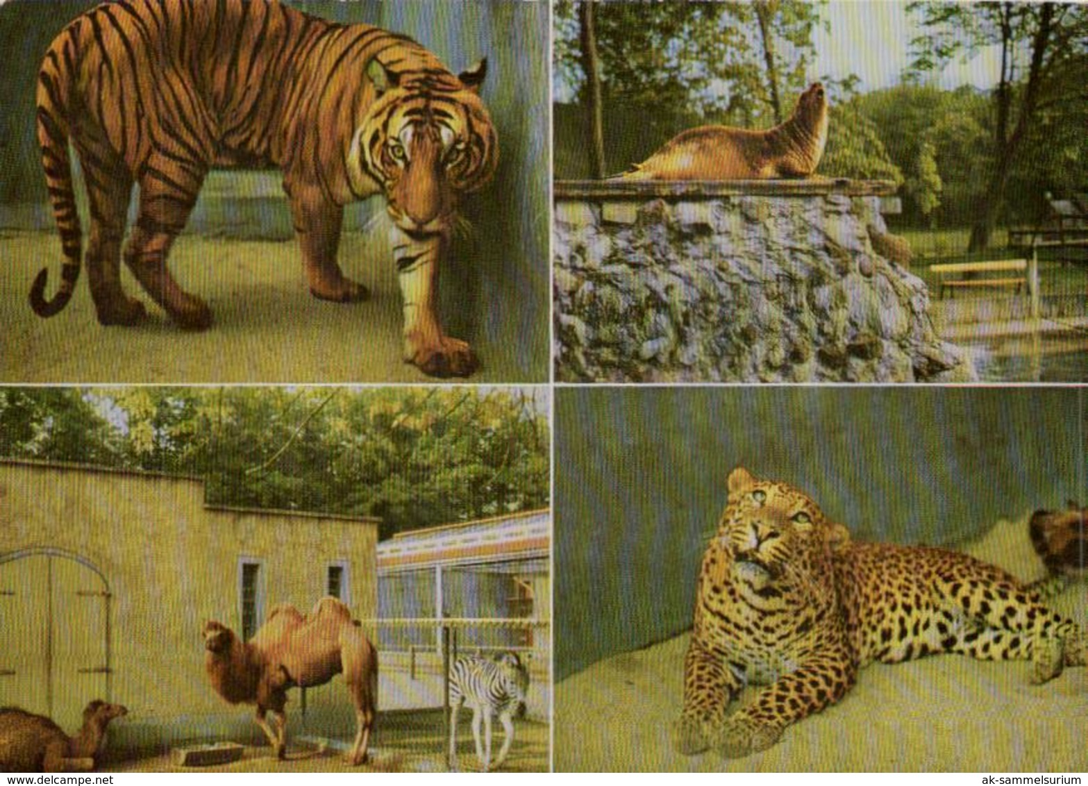 Freizeitpark / Amusementparc / Amusement / Zoo / Wildpark / Logabirum / Ostfriesland (D-A338) - Sonstige & Ohne Zuordnung