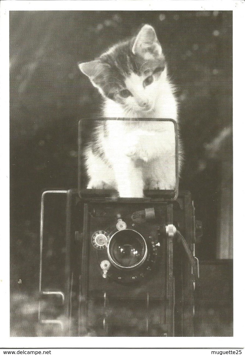 CHATS Photo  En Noir Et Blanc  Keystone (cp Double) - Chats