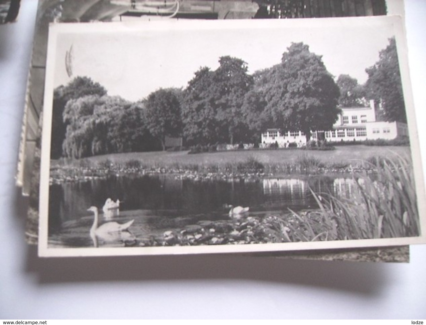 Nederland Holland Pays Bas Enschede Met Zwanen In Vijver Volkspark - Enschede