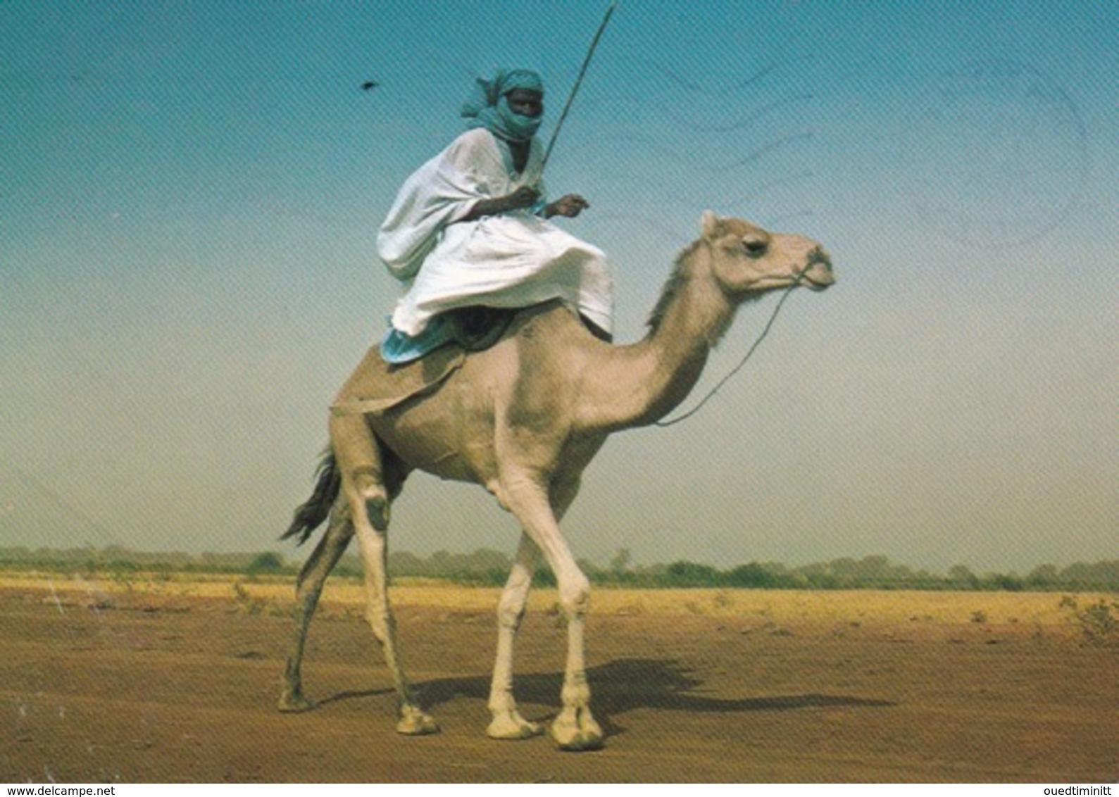 Chamelier Sur Les Rives Du Sénégal. - Mauritanie