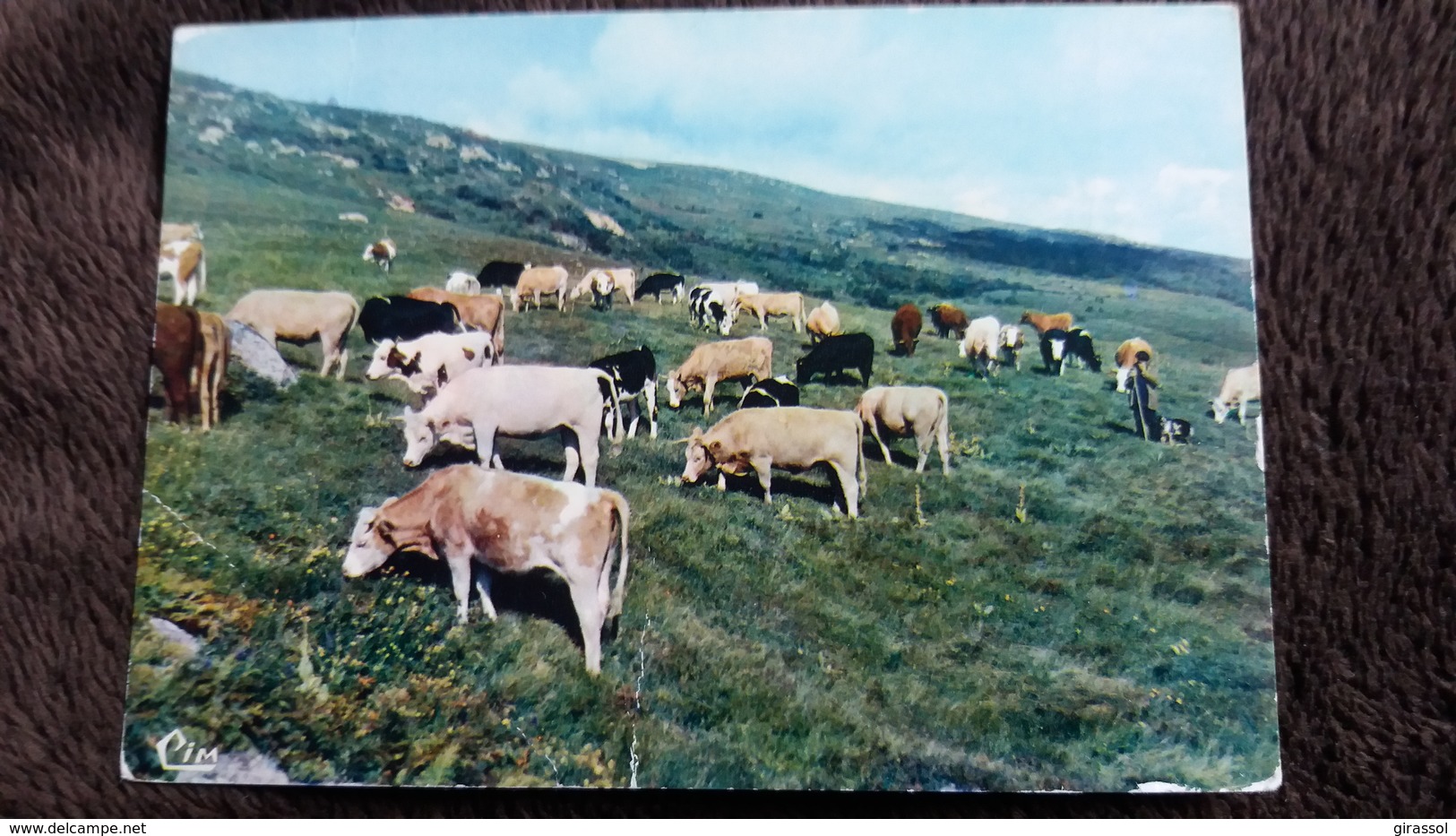 CPSM SAUVAIN LOIRE ALT 1040 M PLATEAU DE PIERRE SUR HAUTE AT 1440 M ED CIM VACHE VACHES BOVINS - Other & Unclassified