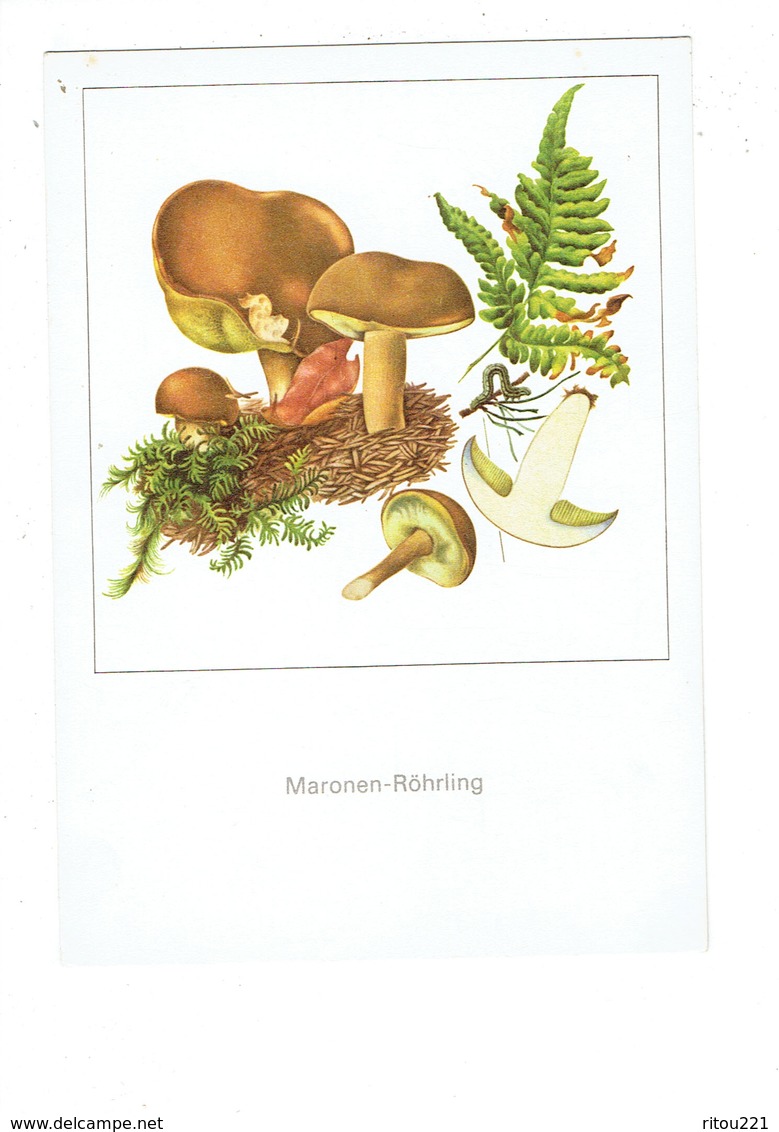 Cpm - Maronen Rohrling - CHAMPIGNON Bolet Fougère Ver - Mushrooms