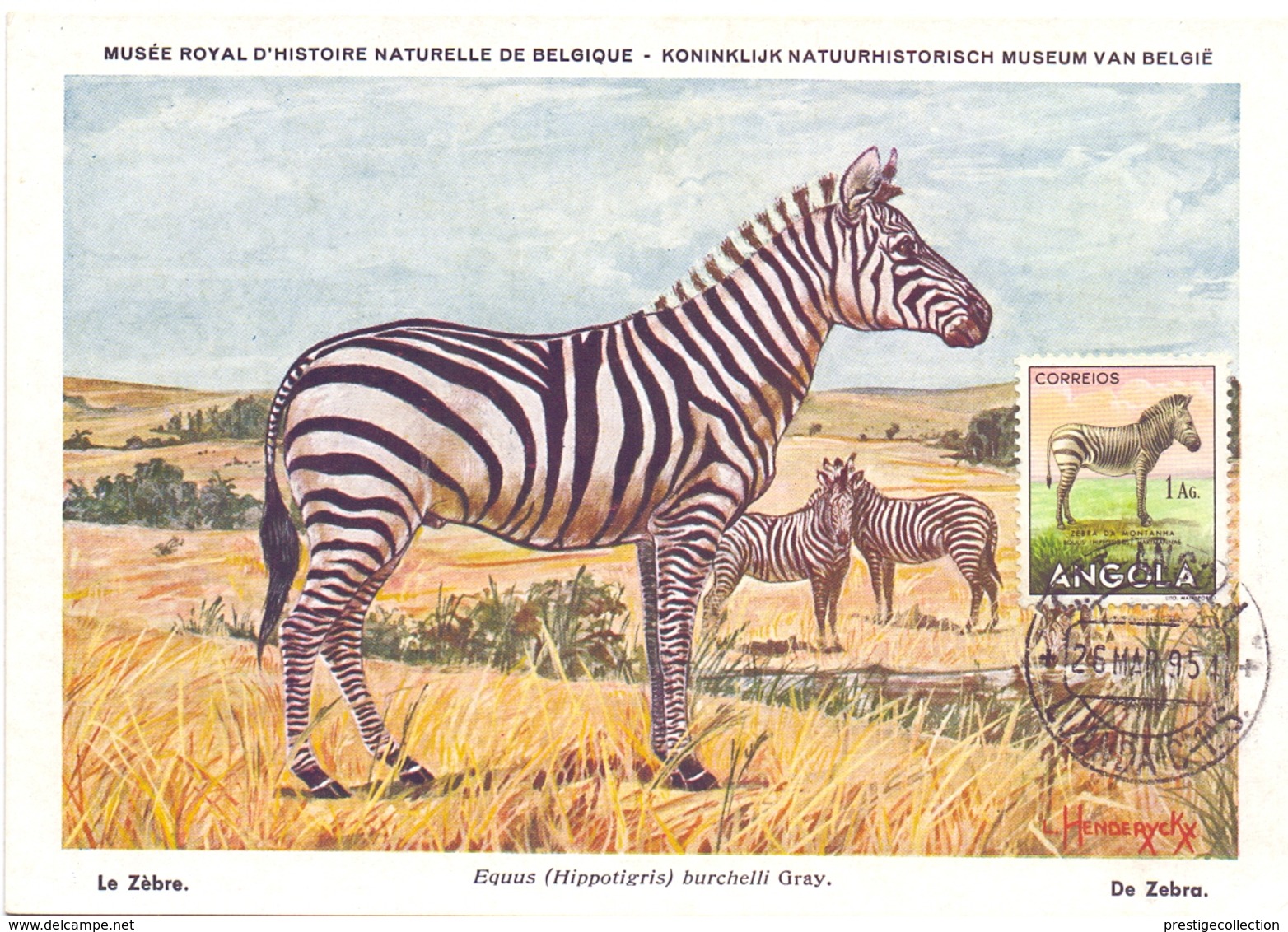 ANGOLA POST CARD MAXIMUM 1954  FAUNA  (MAGG20222) - Angola