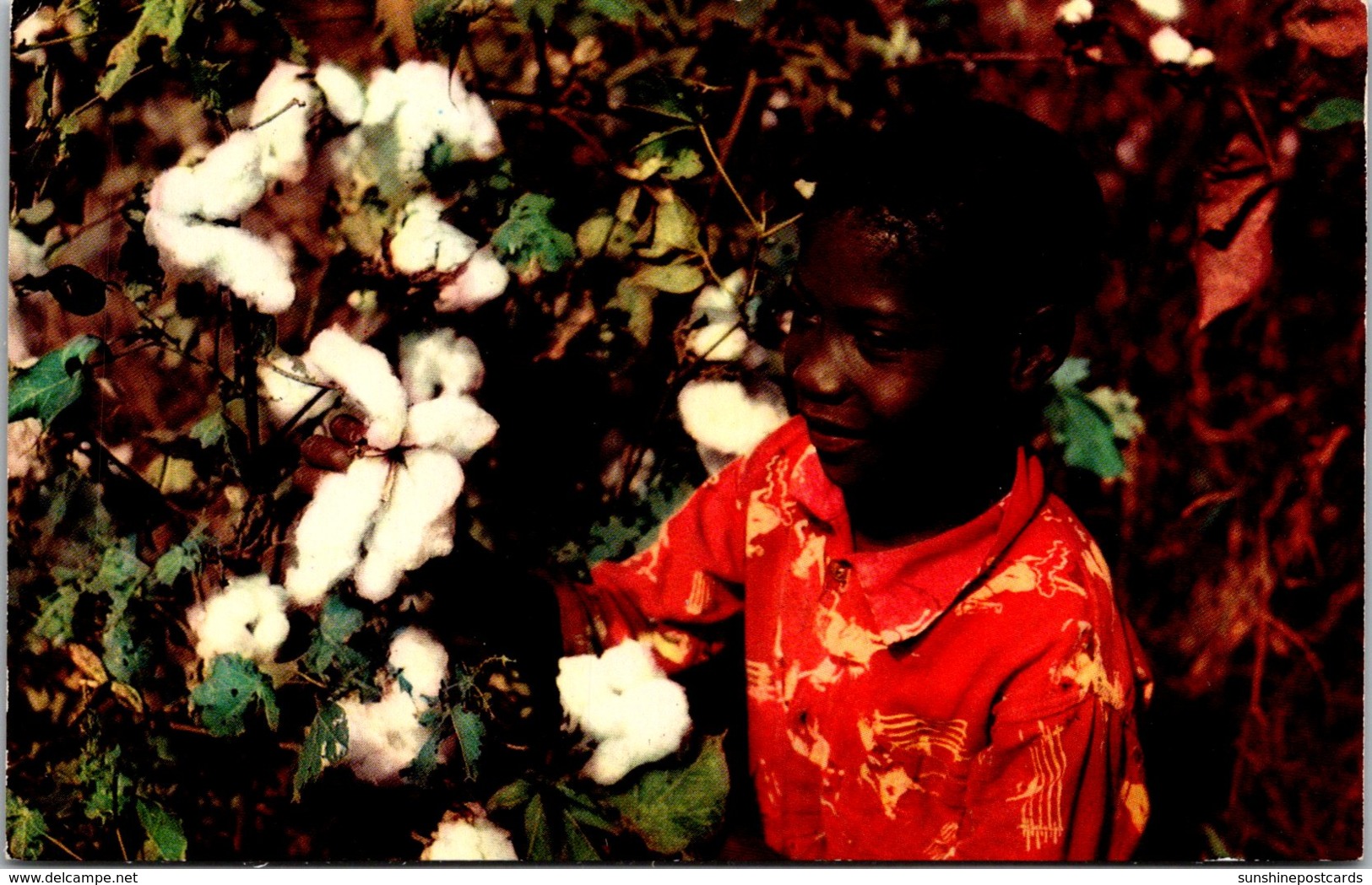 Black Americana Picking Cotton - Black Americana