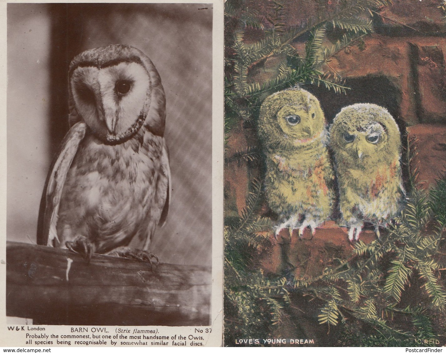 Barn Owl Loves Young Dream 2x Old Owls Postcard S - Oiseaux